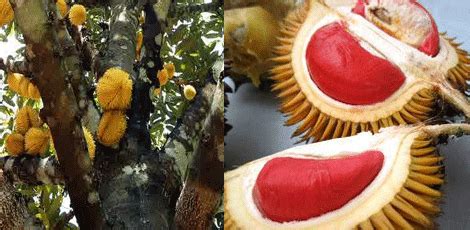 Our Borneo Life's Story: BUAH PELIK DI SARAWAK