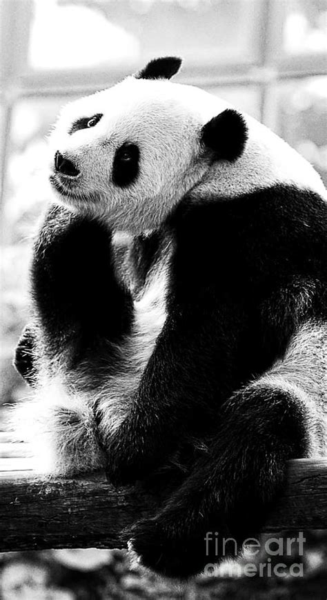 Beautiful Panda Black And White 2 Photograph By Boon Mee Fine Art America
