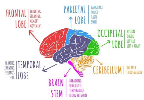 Illustration Of Human`s Brain Functions And Anatomy Vector Illustration