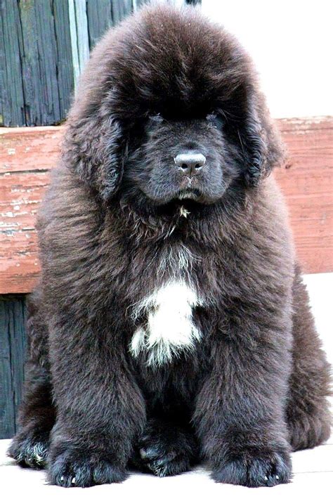 Pin By Stephen Sayad On My Newfies Cute Dogs Big Fluffy Dogs Pet Dogs