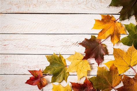 Autumn Leaves Background Colorful Maple Wood Hd Wallpaper