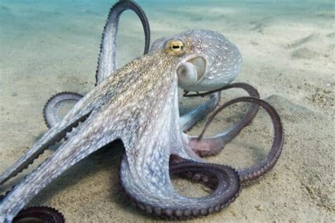 Octopus Quiz What Do You Know About These Sea Creatures A Z Animals