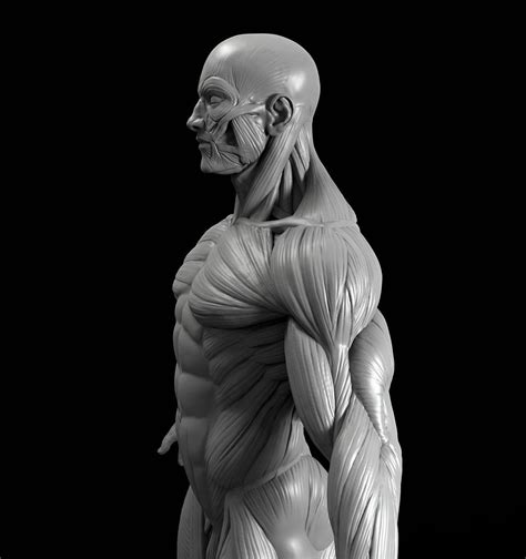 Male Anatomy Model Sculpt On Anatomy Art Anatomy