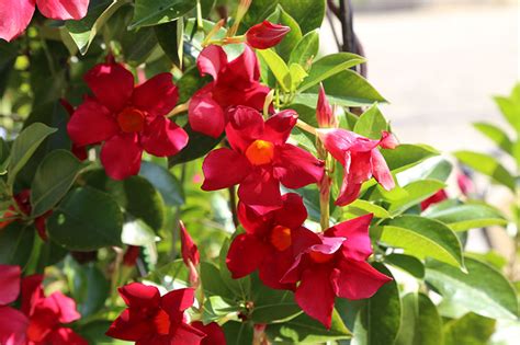 Plantas De Exterior 10 Trepadoras Con Flor Ideales Para Tu Jardín Foto 1