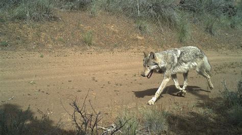 Us Wildlife Service Lethally Removes Four Wolves From Ne Oregon Pack