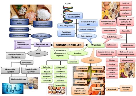 Biomoleculas mapa conceptual Guía paso a paso