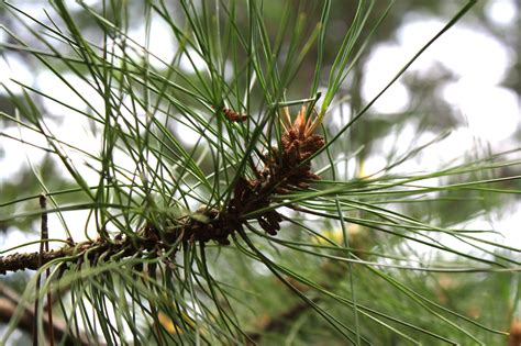 Red Pine Needles3 — Ontario Native Plant Nursery Container Grown