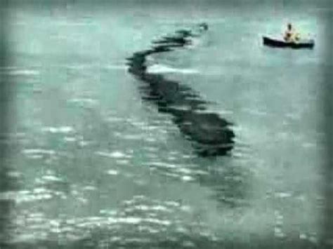 Mysteries Science Cant Explain The Hook Island Sea Monster Real Or