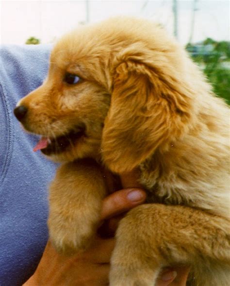 Choosing a responsible breeder supports our rescue mission. Golden Retriever Rescue of Mid-Florida