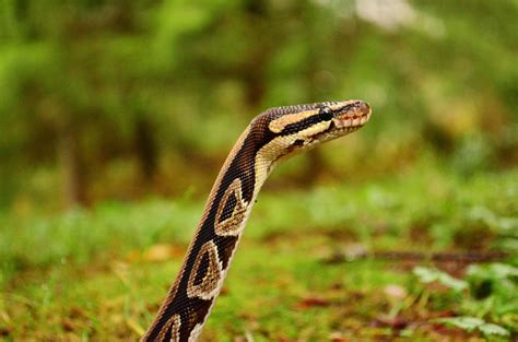 40 Ball Python Facts That Are Not Dangerous At All