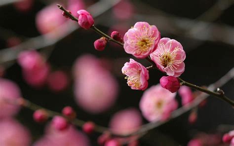 Japan Cherry Blossoms Flowers Spring Photos Wallpaper