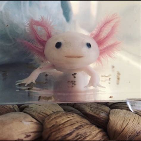 My Baby Axolotl Smiles Back At Me