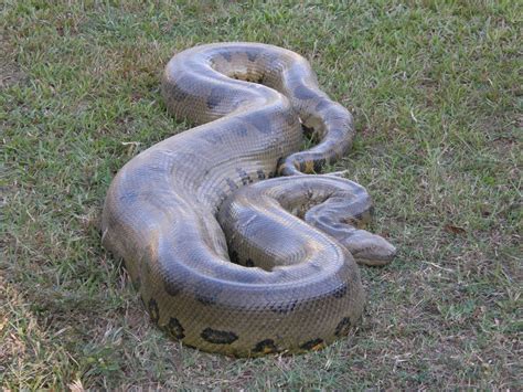 Green Anaconda Facts And Pictures Reptile Fact