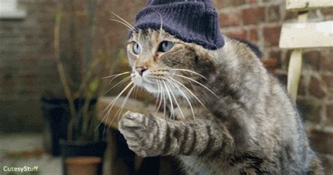 Gangster Cat S Wiffle
