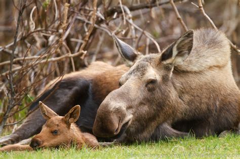 Cow And Calf Moose Photos By Ron Niebrugge