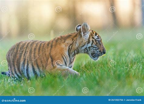 Side View Of Bengal Tiger Cub In The Grass Stock Photo Image Of Close