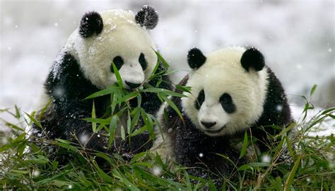Why Giant Pandas Are Black And White Newshub