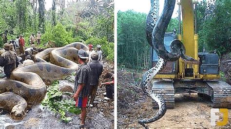 12 Biggest Snakes Ever Captured Youtube