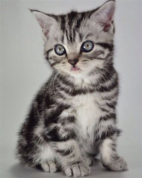 Do you remember this famous kitty? 20 Grey Tabby Cat Names | Животные