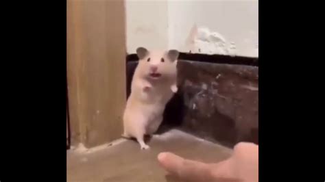 Hamster Gets Scared Youtube