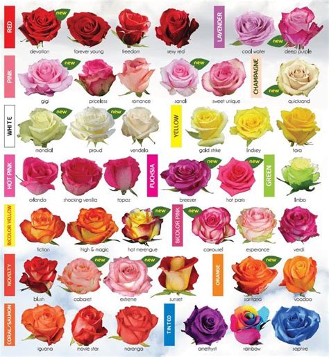 Most Current Snap Shots Rose Garden Ideas Style Rose Proper Care Is