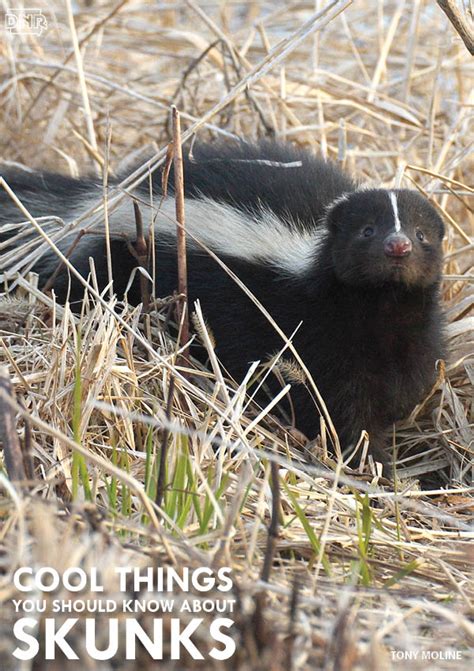 Cool Things You Should Know About Skunks Yes Skunks Dnr News Releases