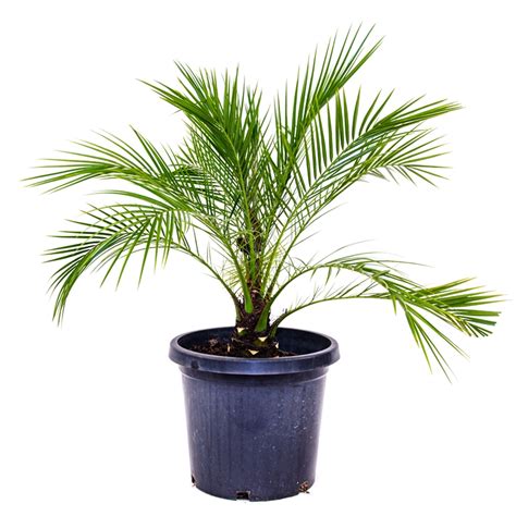 300mm Dwarf Date Palm Phoenix Roebelenii Bunnings Warehouse Date