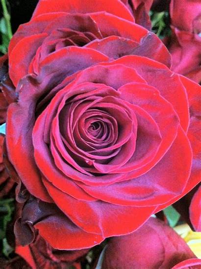 Roses Charlotte Rose Lovely Stein Petal Florist