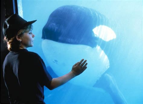 What Is The True Story Behind Free Willy The Movie Based On Keiko The