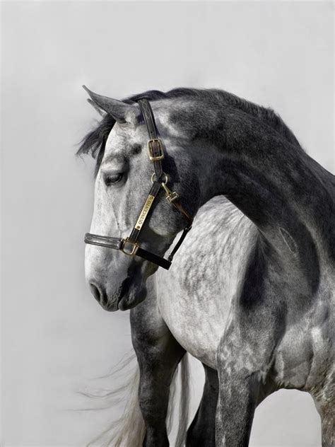 Horse Photography Beautiful Gray With Dapples Equinephotography