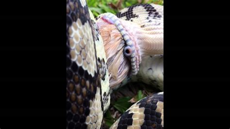 Snake Breathing While Eating Quail Youtube