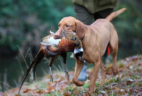 Gundog Breeds All You Need To Know Db