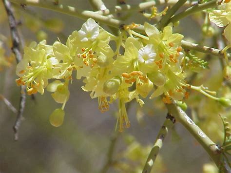 We did not find results for: Palo Verde Flowers closeup | Pics4Learning