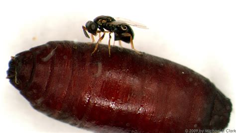 Tiny Parasitic Wasps Are Really Cool 5 Reasons Why I Spent Two Years