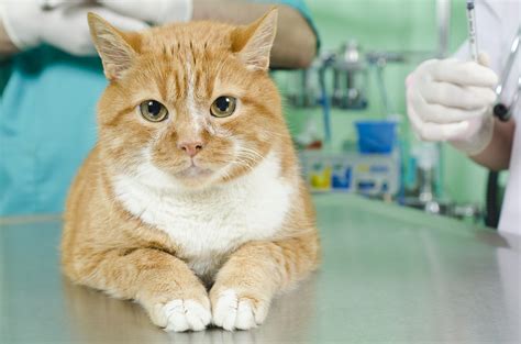 Cat Hair Loss Causes And Treatment Cat Health