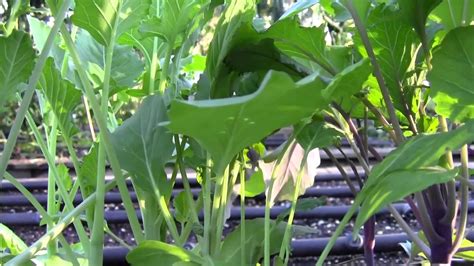 There's no soil involved, nor is there water, but there is life. Vegetables You Can Plant in the Winter to Garden Year ...