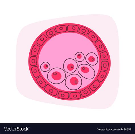 Blastocyst Human Cells Royalty Free Vector Image