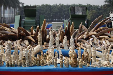 Illegal Ivory