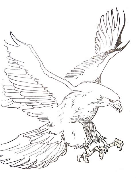 Dibujos De Aguilas Reales Para Colorear