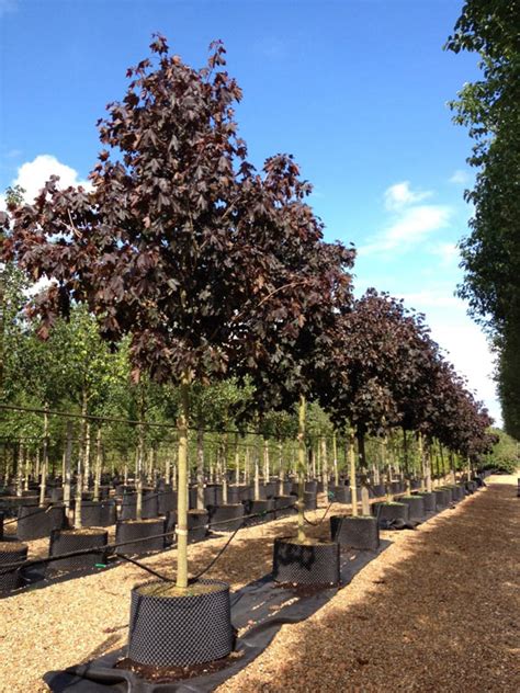 Acer Platanoides Royal Red Norway Maple Royal Red
