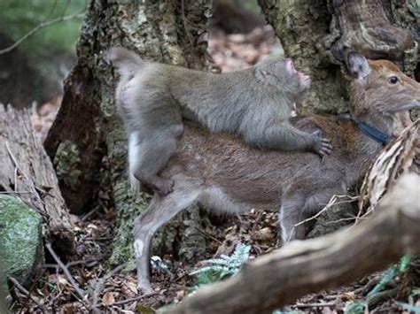 Humans Mating With Monkeys