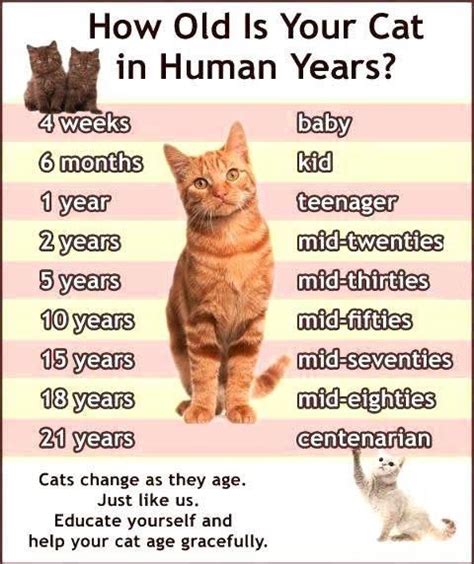 Cat Years Chart The Truth About It Yusufsbs