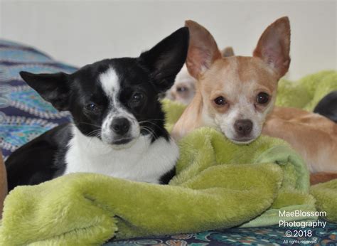 Chihuahua Growling Pets Lovers