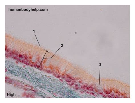 Pseudostratified Ciliated Columnar Epithelium With Goblet Cells Human Body Help