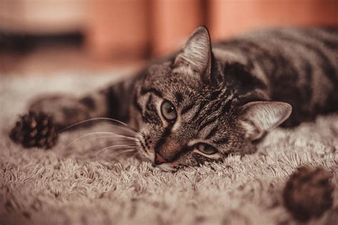 How Can I Treat Parasitic Infections In Cats At A Low Cost Cats This