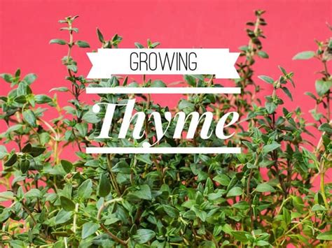 How To Grow Thyme Gardening Channel