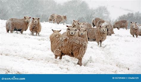 Sheep In The Snow Stock Photo Image Of Cover Lamb Rural 55709404