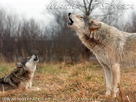 Matthew gunderson, 31, of sturgeon. Wolf Pictures :: Two Wolves Howling