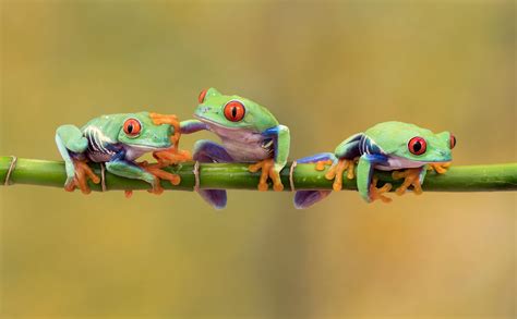 Three Green Frogs On Green Branch Hd Wallpaper Wallpaper Flare