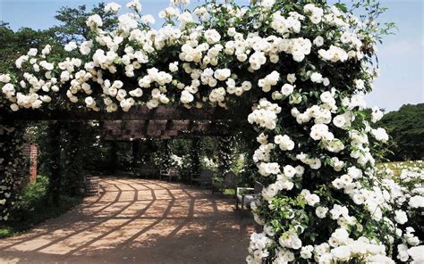White Rose Garden Wallpaper